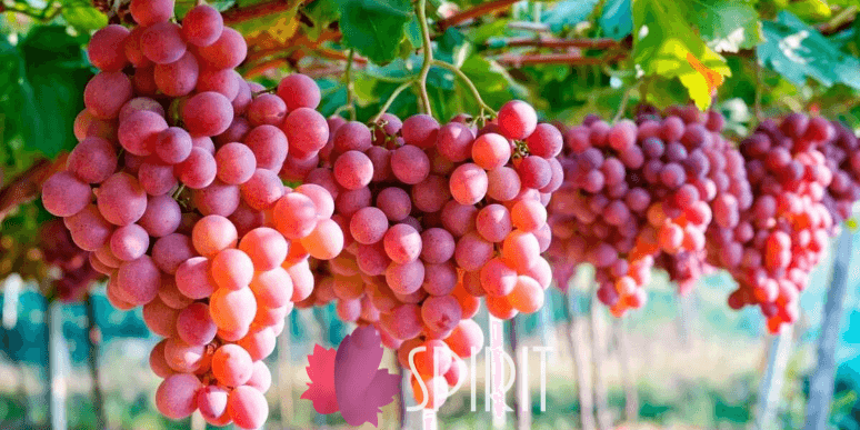 viticultura en Tacna